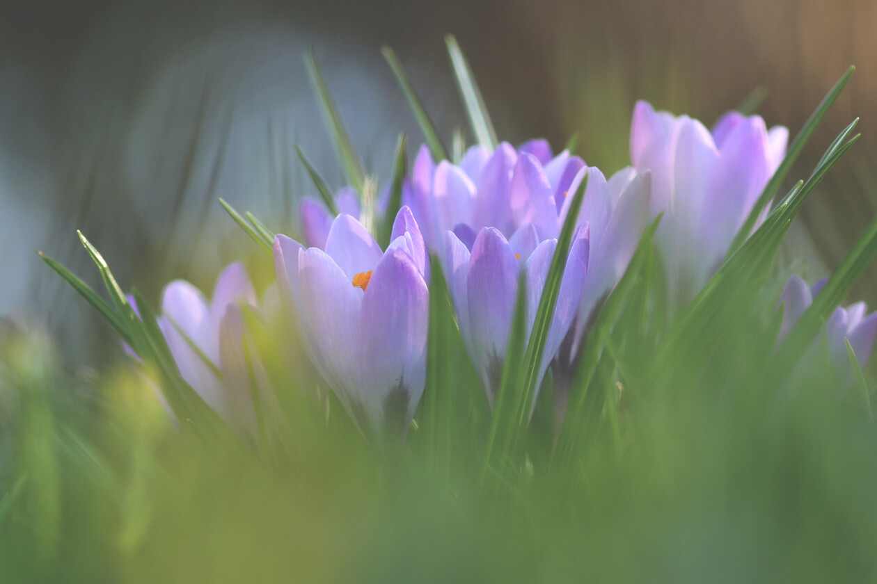 Crocus Collection 2