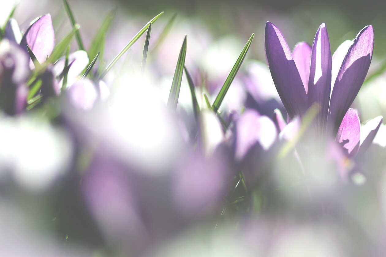 Crocus Collection 1